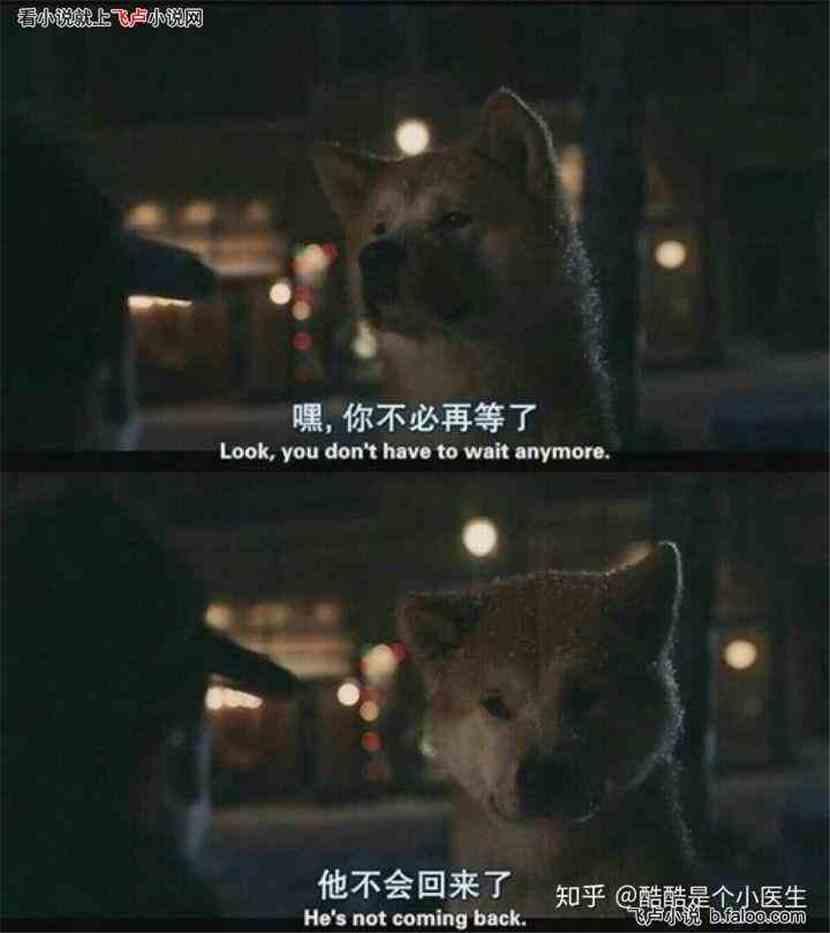 娱乐吃瓜酱忠犬琪哥,娱乐吃瓜酱的忠实守护者