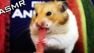 娱乐吃瓜酱仓鼠,揭秘娱乐圈背后的趣味故事